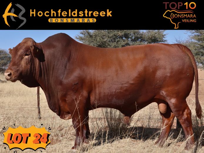 HOCHFELDSTREEK BONSMARAS | HMB 220066