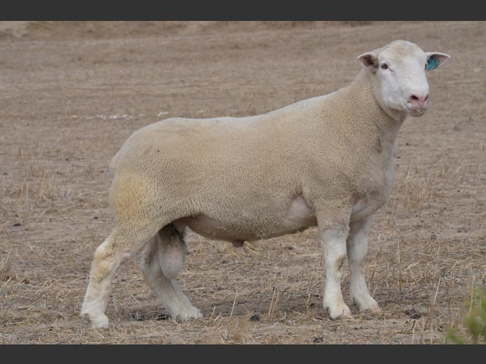 VS 240430 | VREDESIG FORBES