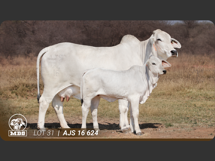 AJS16624 | MBS BRAHMANE