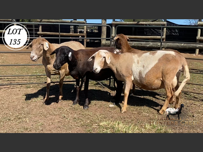 Ewes | Hunters Greek Meatmaster