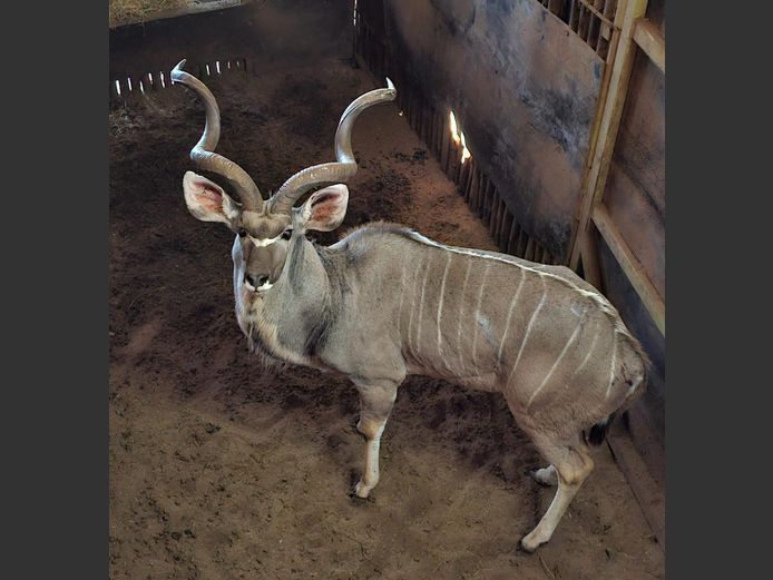 KOEDOE | A DU PREEZ