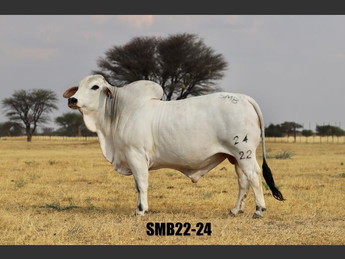 22-0024SMB | SIDNEY MARTIN BRAHMANS