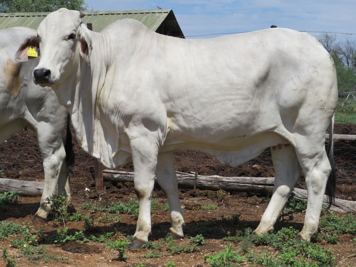 23-0024JLB | JLB BRAHMAN