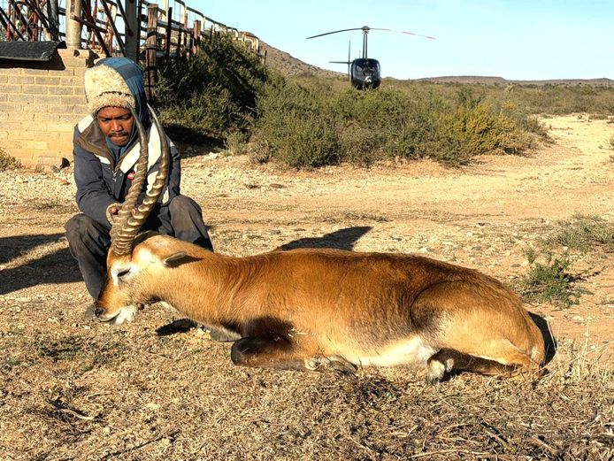 LECHWE | AL BADENHORST