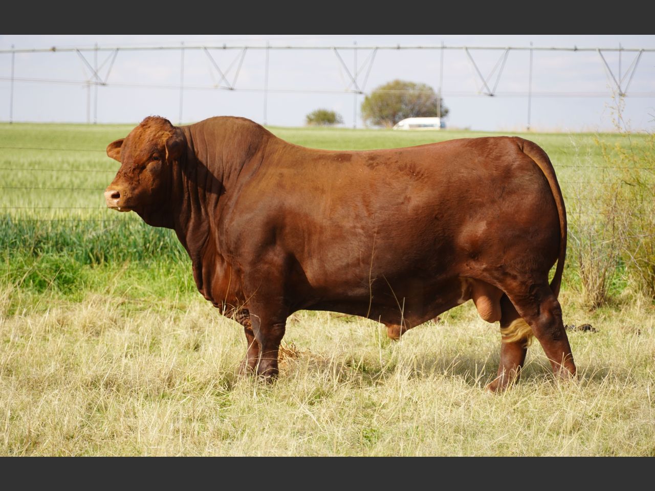 Lot 3 | 26STE NASIONALE BEEFMASTER VEILING | SwiftVEE | South Africa’s ...