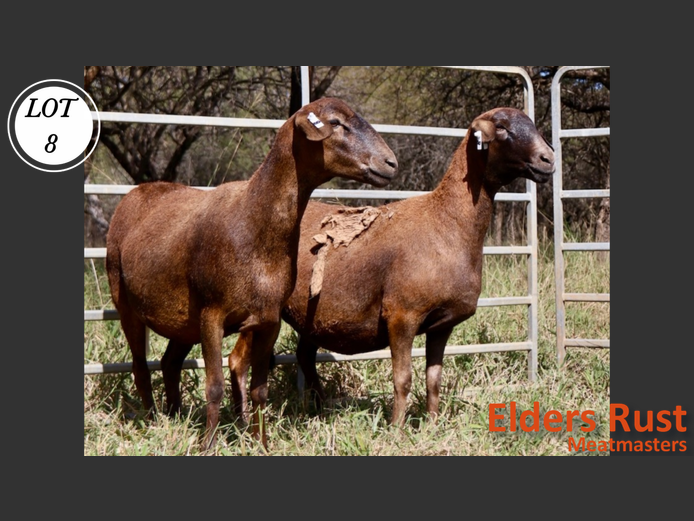 Ewes | Eldersrust