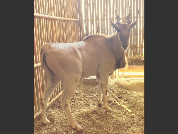 Eland Bul