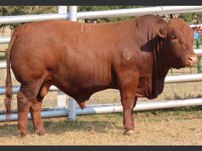 WDS 230119 | SWAERSHOEK BONSMARAS