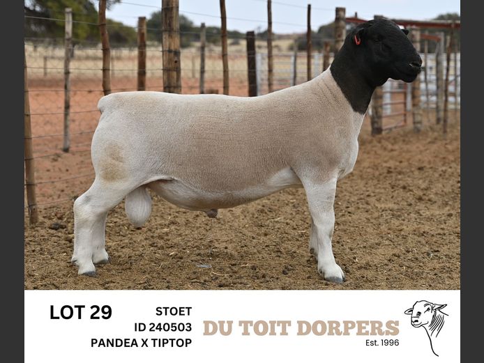 240503 | DU TOIT DORPERS