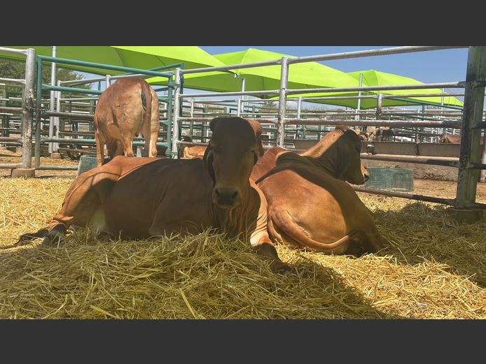 COMMERCIAL HEIFERS | TJIRI RED BRAHMAN 