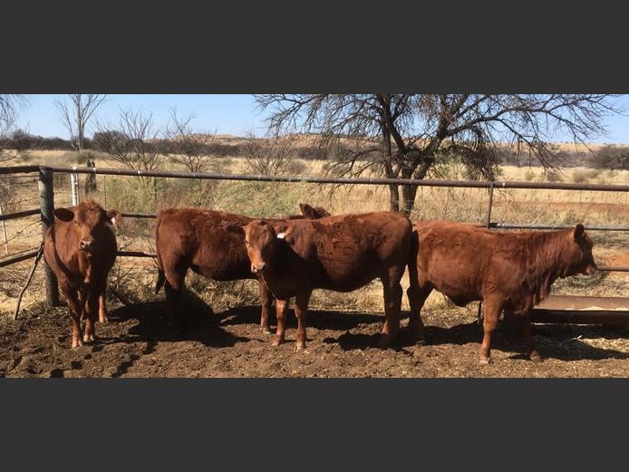 Open Heifers