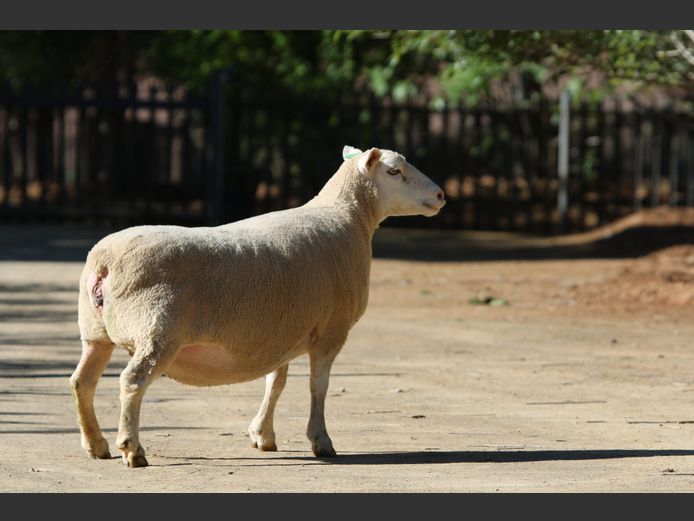 DZ 210401 | 2 STEYNS BOERDERY