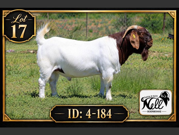 240184 | Sakkie en Nicky Nell Boerbokke