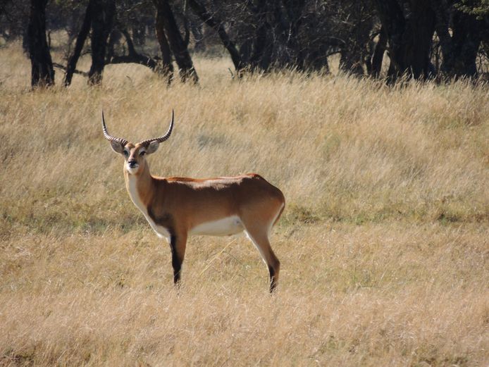 LECHWE BUL