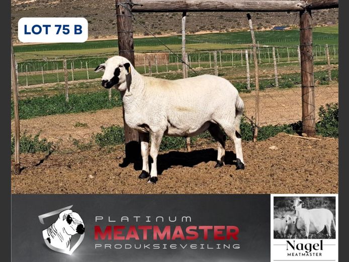 NM24 3248 | Hein Nagel - Nagel Meatmasters, Ladismith WK