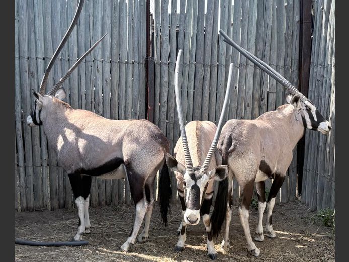 Gemsbok Bulle