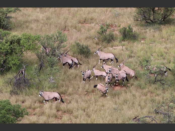 Gemsbok Bulls | SANParks - Karoo National Park