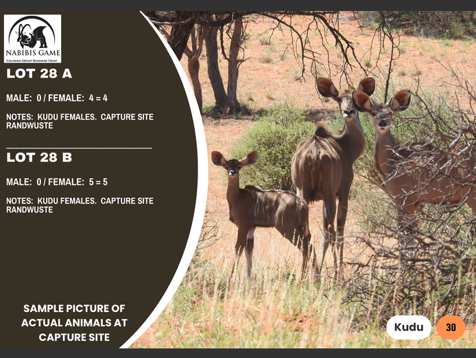 Kudu Cows