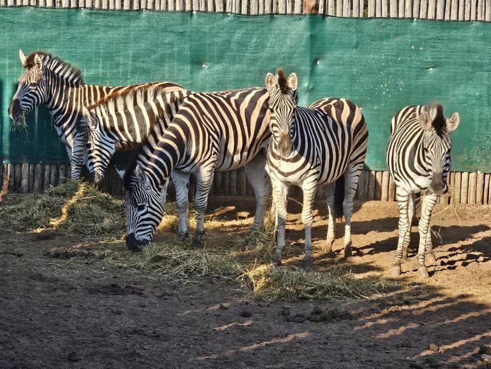 ZEBRA | ELANDS RIVIER LODGE