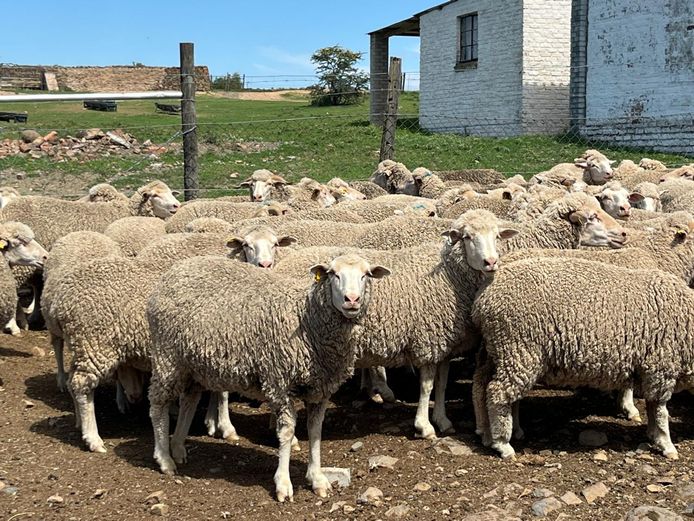 Ewes | JP Hobson & Sons