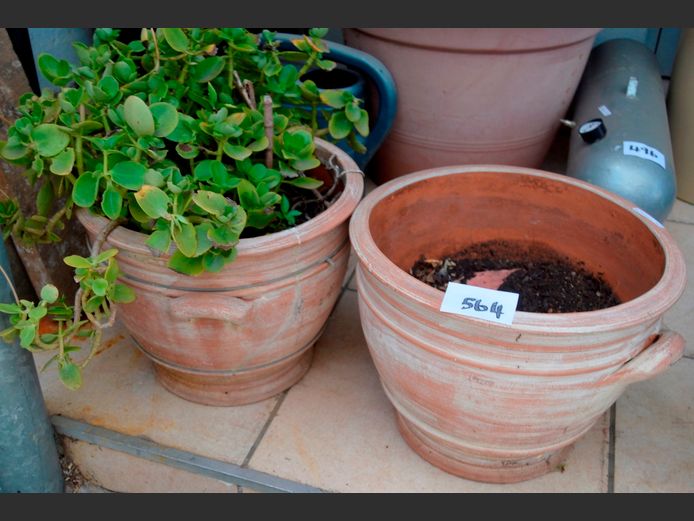 PAIR TERRACOTTA PLANTERS WITH PLANTS, 38cm Diameter x 29cm High