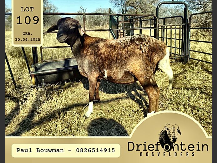 25-18 | DRIEFONTEIN BOSVELDERS