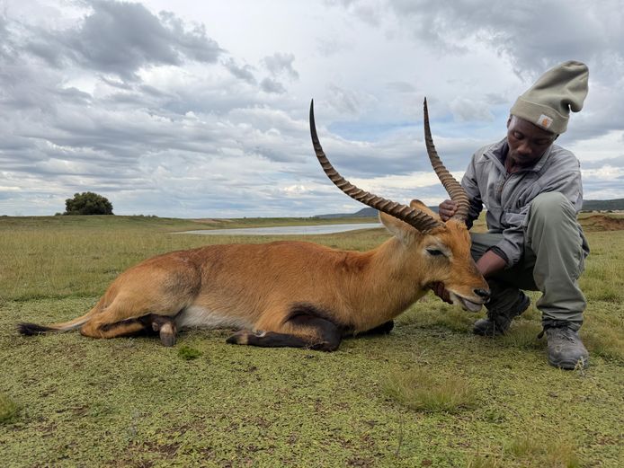 Lechwe