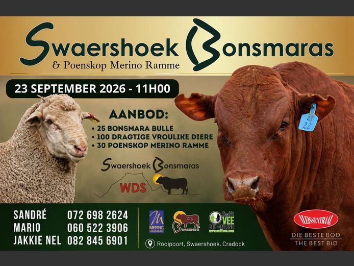 SWAERSHOEK BONSMARA & POENSKOP MERINO RAMME VEILING