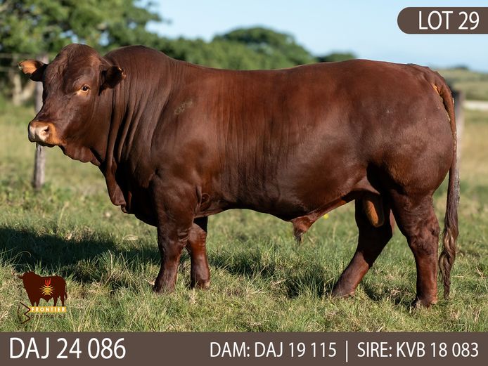 DAJ 240086 | J.D. STIRK