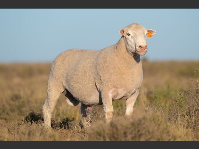 DZ 240305 | 2 STEYNS BOERDERY