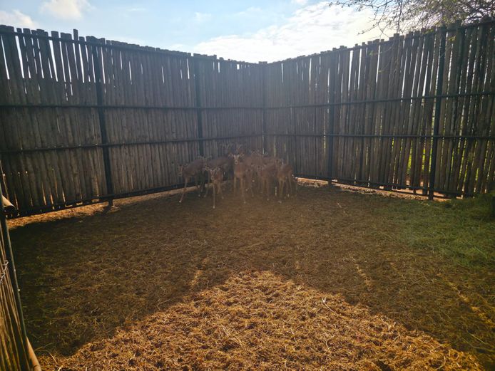 ROOIBOKKE | HANLEY 1