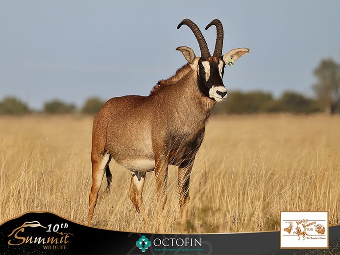 31 2/8" Roan Bull 