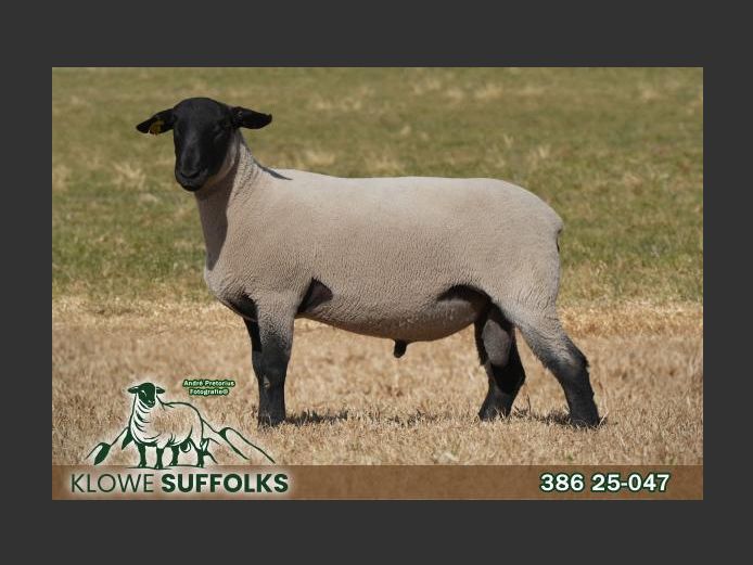 386250047 | C.J. THERON
