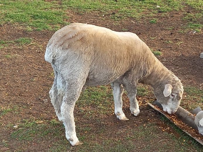 DORMER RAM - Tara's Farm (MG Visser)