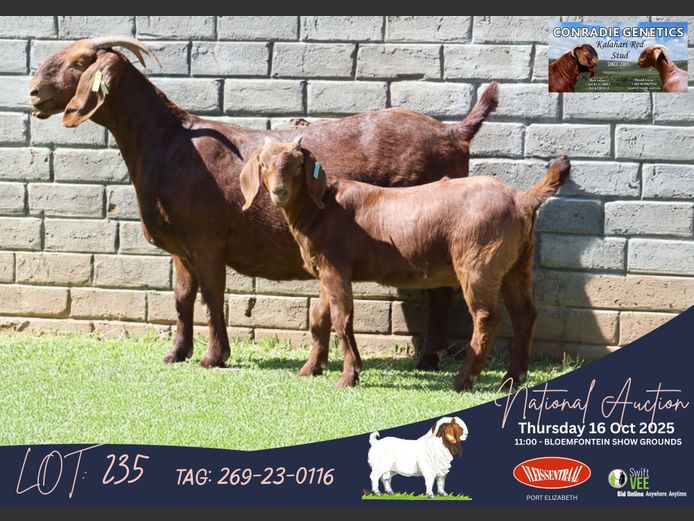269-23-0116 | Dirk Louw (Conradie Boerbok Stoet)