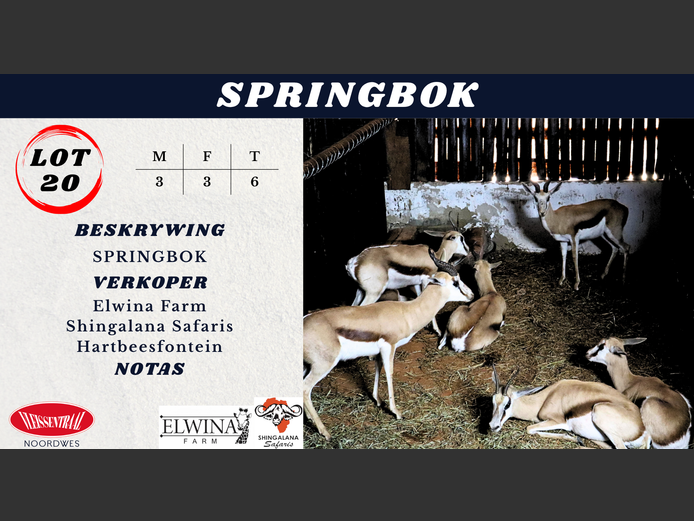 SPRINGBOK
