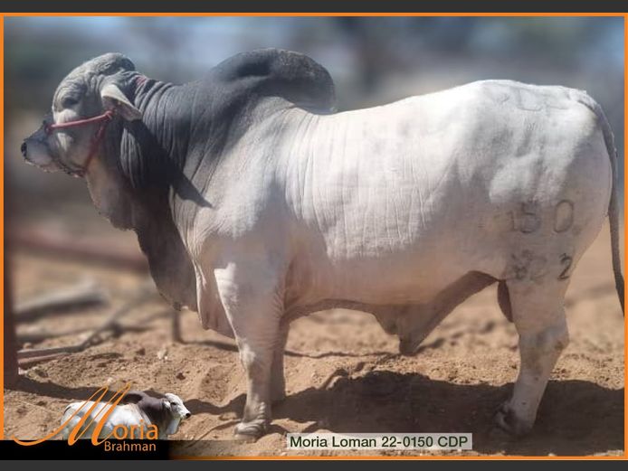 22-0150CDP | MORIA BRAHMAN 
