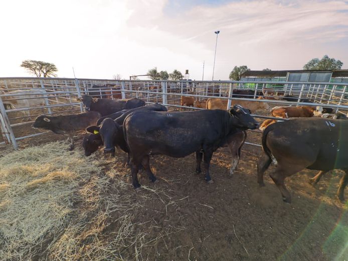 VAN NIEKERK PJ | DAIRY CATTLE 
