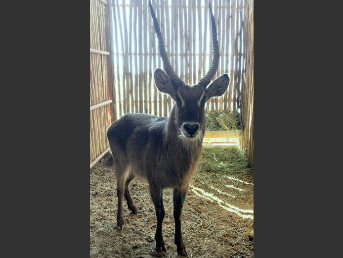 Waterbok Bul