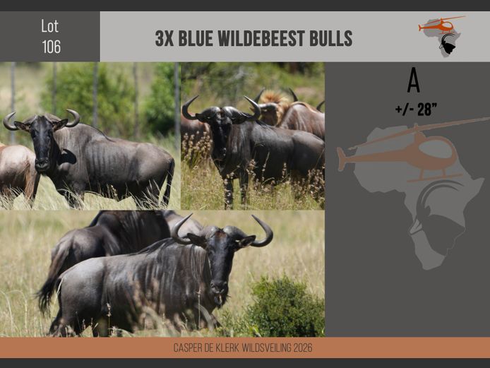 Blue Wildebeest (+- 28")