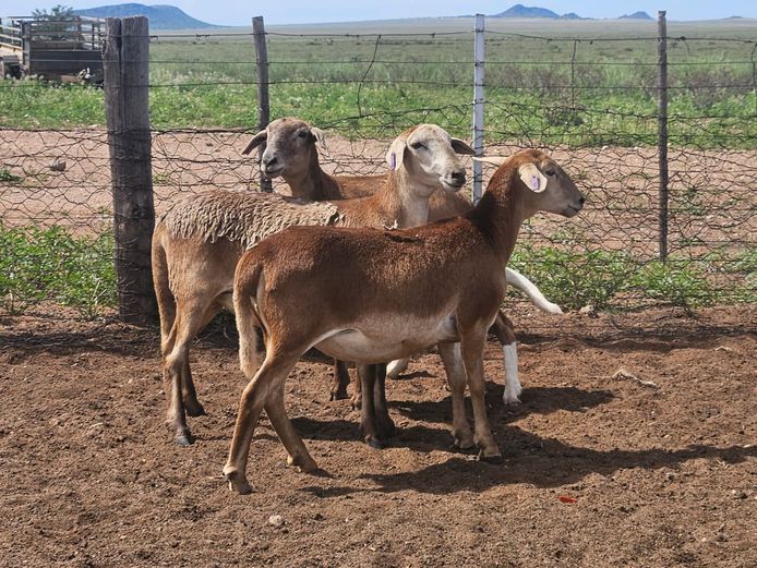 Ooie | GF Van Rooyen