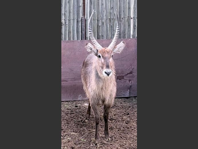 Waterbok Bul