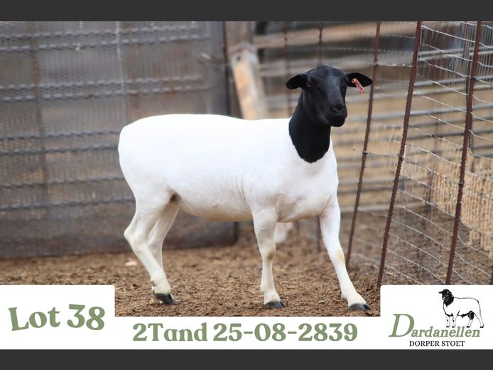 2508 | DARDANELLEN DORPERS