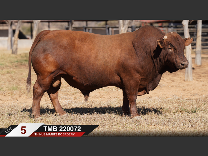 TMB220072 |  THINUS MARITZ BOERDERY