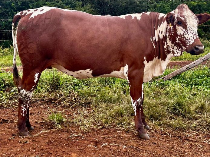 HZH 210251 | HZH NGUNI`S