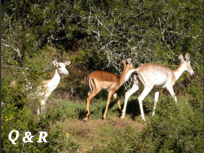 FLANK ROOIBOK | DE BORDJIE WILD