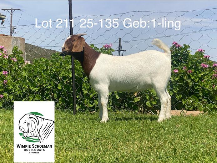 25-135 | Wimpie Schoeman BB