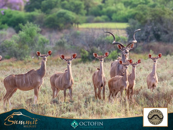KUDU COWS RW 61" "DAKAR"
