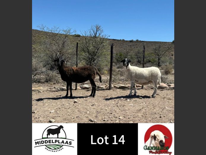 287 | Middelplaas Meatmasters