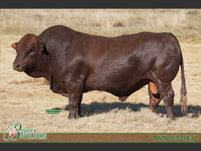 PVN230013 | Boshoek Bovelders